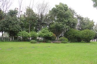 無錫綠化養(yǎng)護(hù)